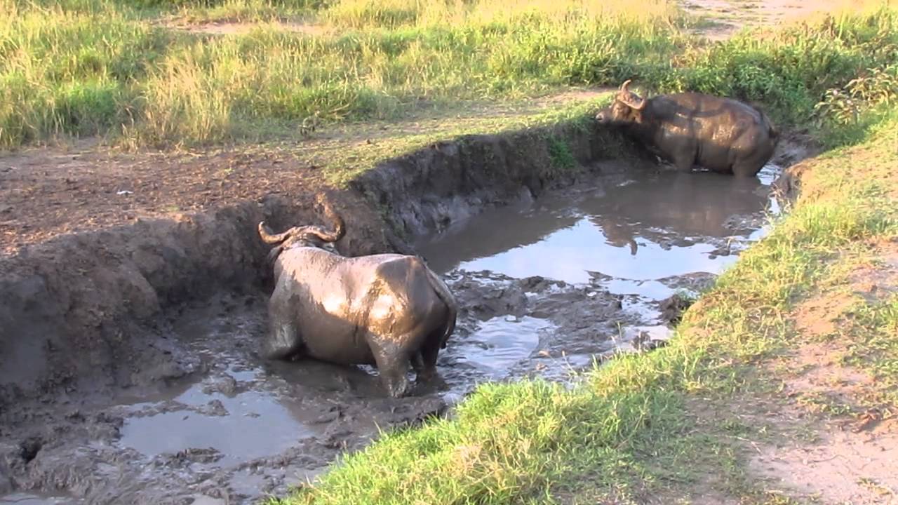 Cape buffalo hanging in a Ugandan mud wallow-VERY MUDDY results, LOL