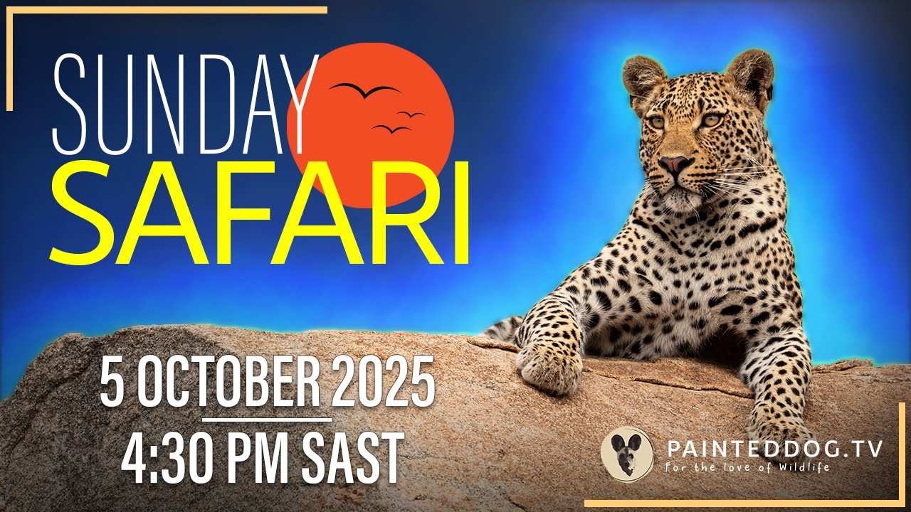 LIVE Sunday Safari | 5 October 2025