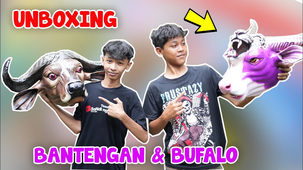 ANBOKSING BANTENGAN SAPI MBEROT BERKEPALA MACAN DAN BANTENG BUFALO