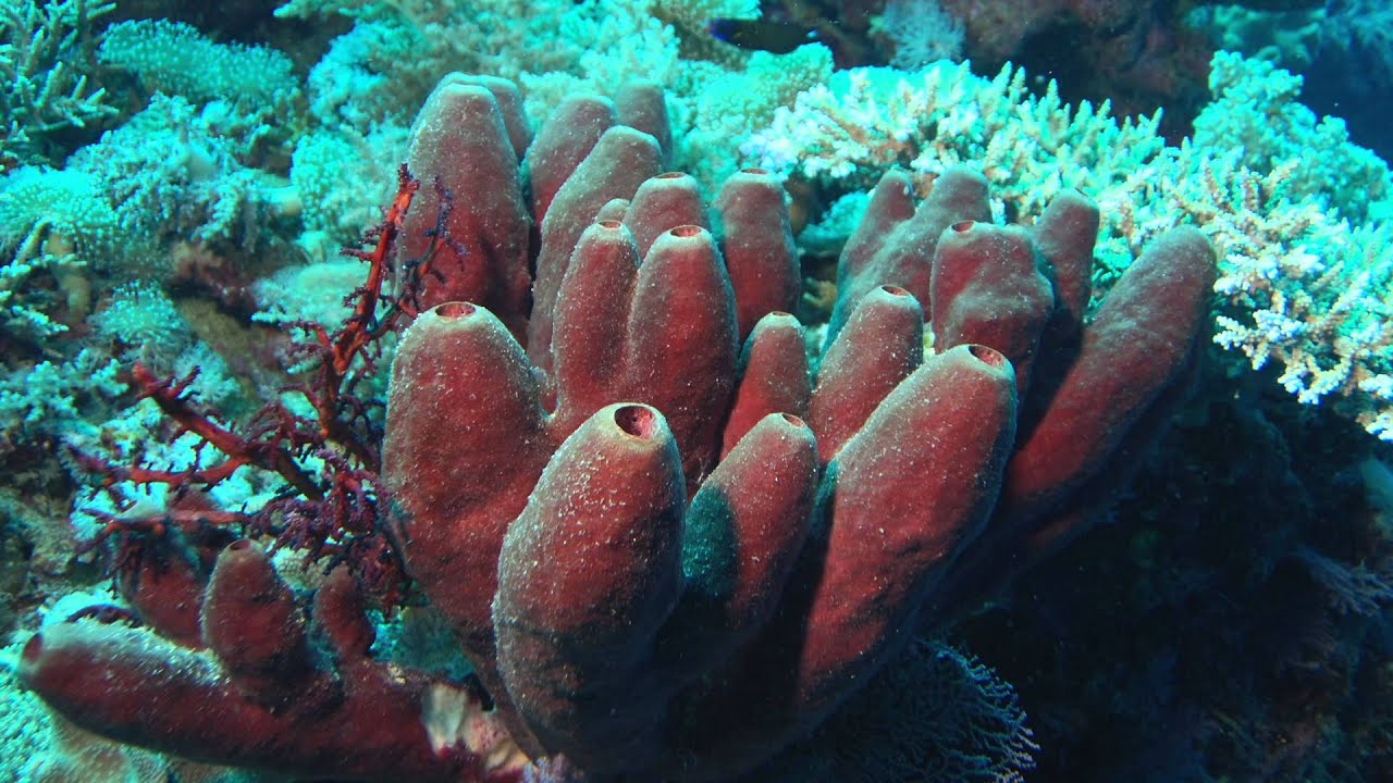 Learn Biology - Sponges and Porifera