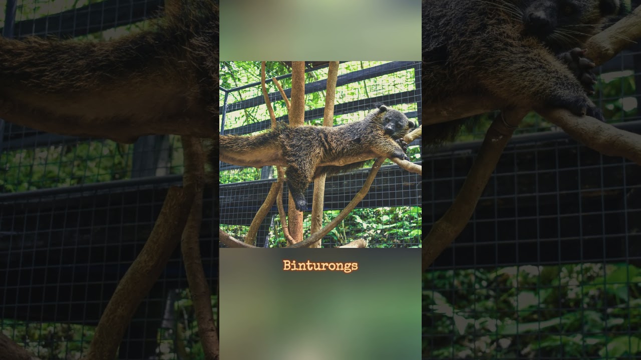 Mystery Mammals: Binturongs