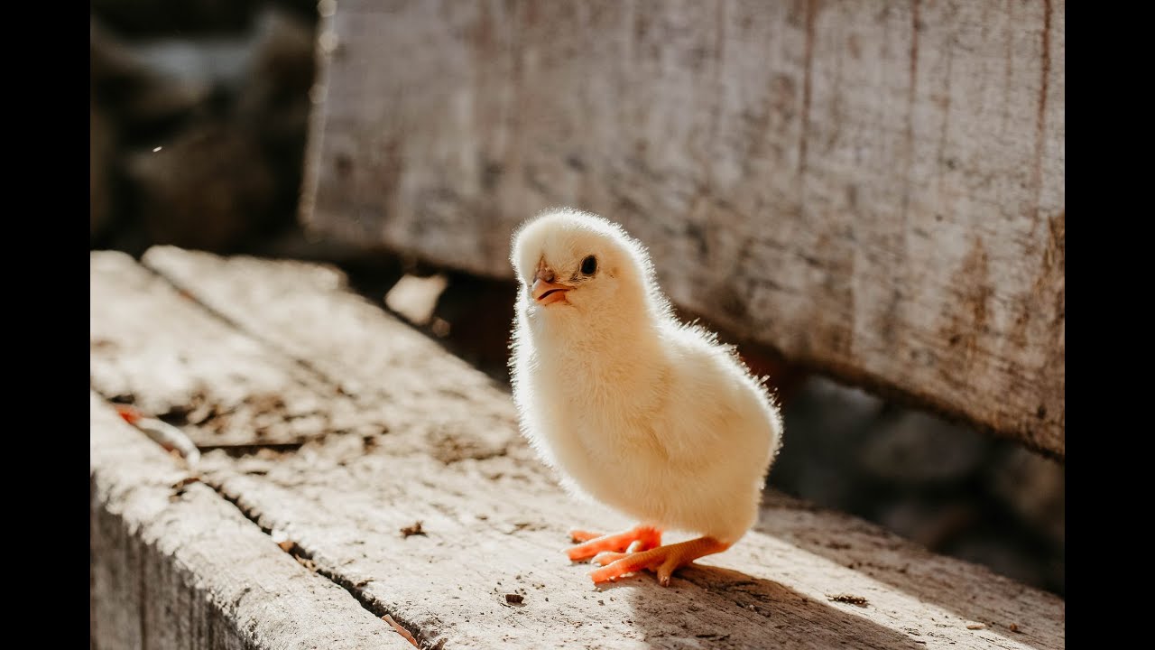 #ducks​baby#Canard​​ #Caneton​​ #poussin #poule #ChickensBaby 2