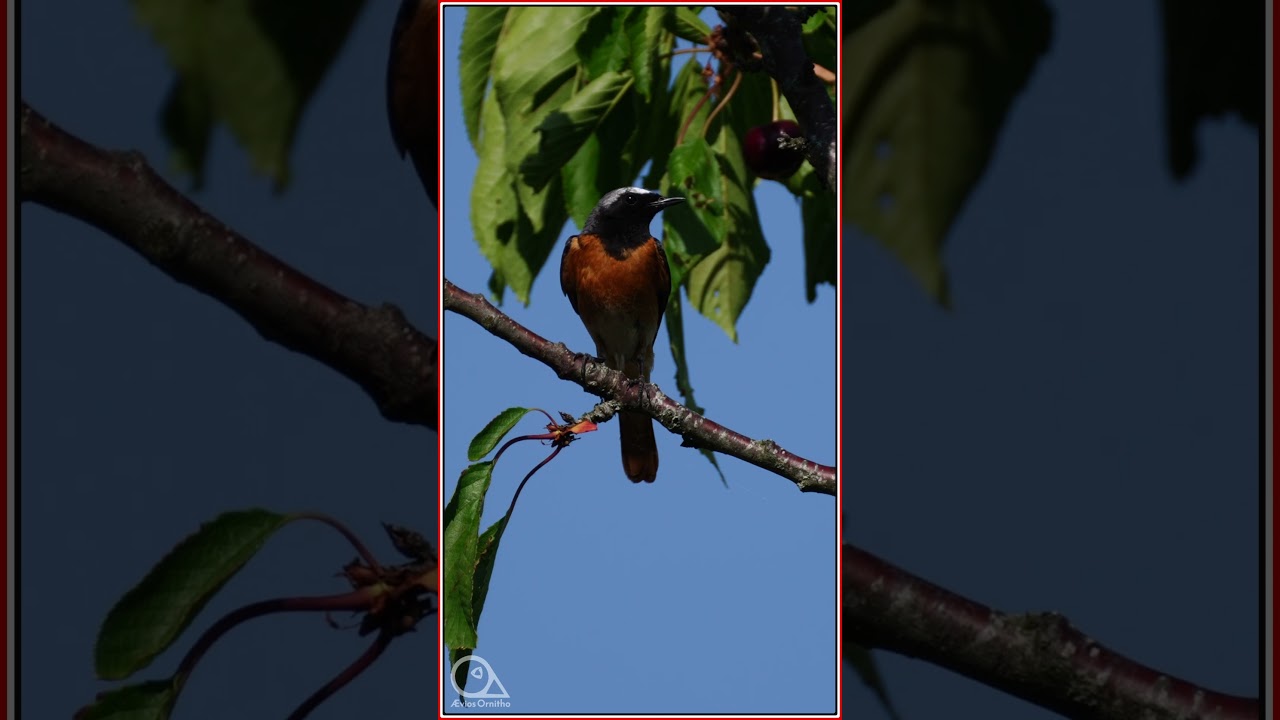 The Common Redstart Song - Phoenicurus phoenicurus , SONY A7SIII + SEL 200-600G #ornithology