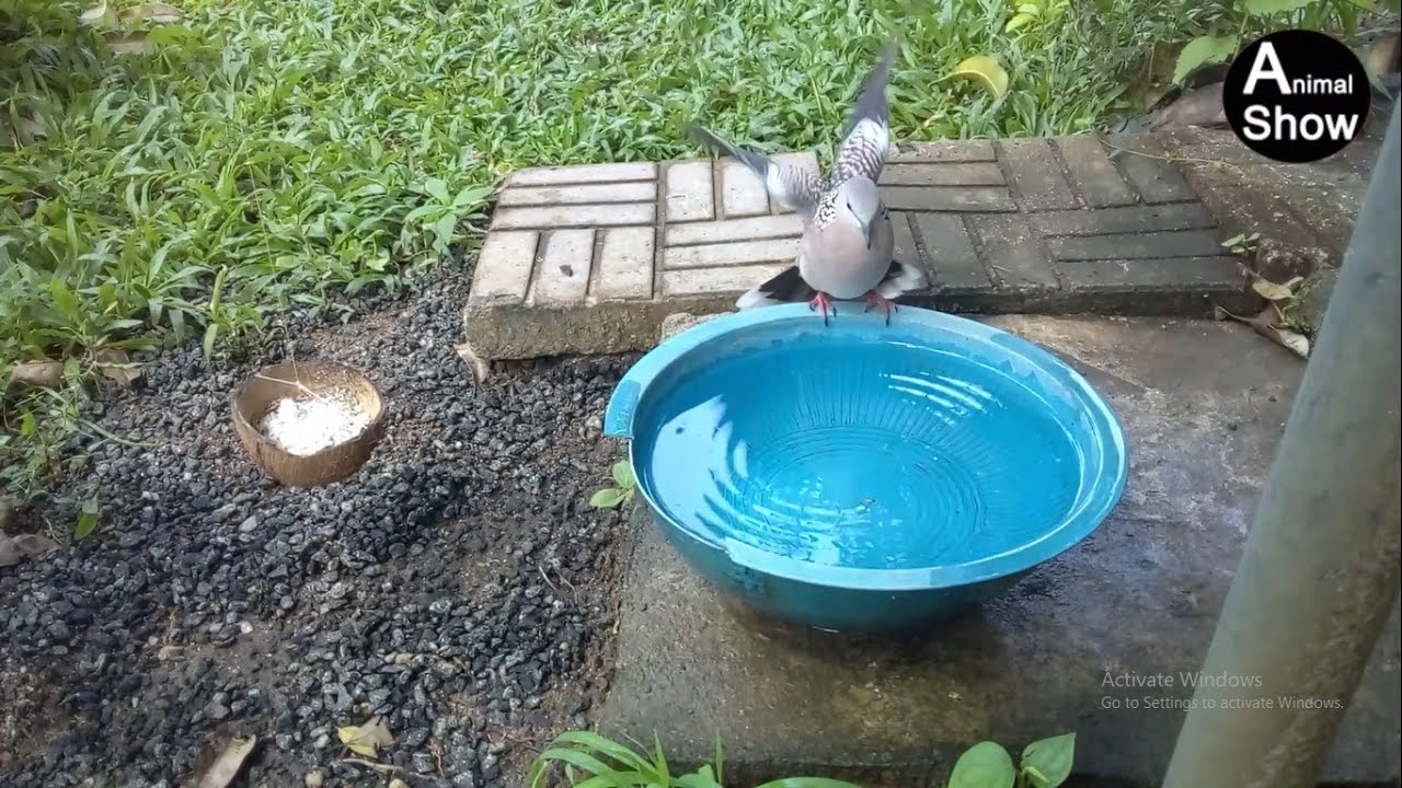 Asian pigeon drinking water.