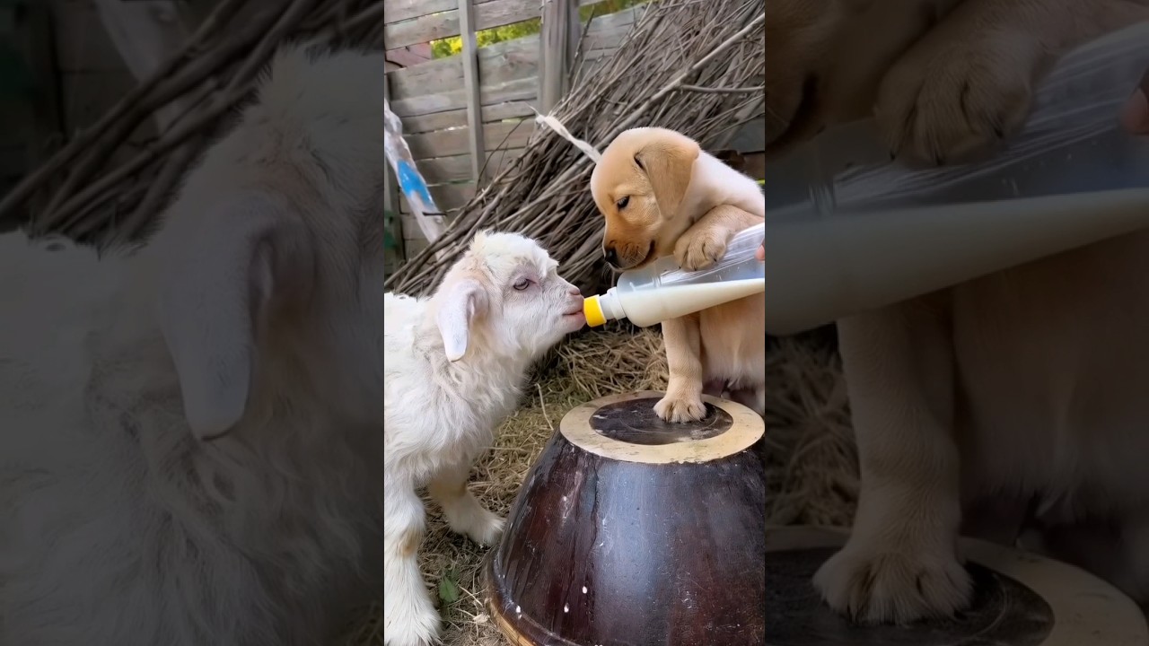 puppy feeding a baby goat #puppy #babygoats #dog #goatfarming #cuteanimals #youtubeshorts #shorts