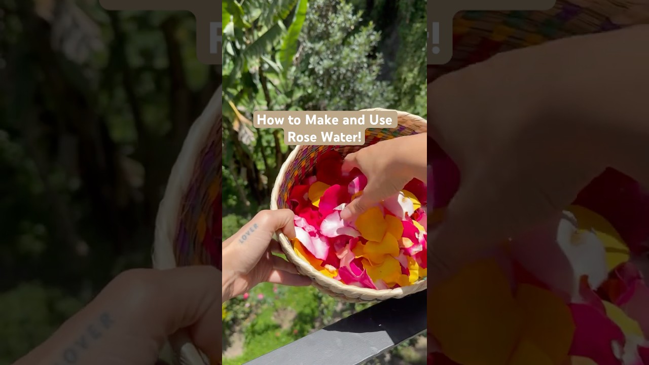 How to make your own Rose Water! #holistichealing #rosewater #diy #herbalism