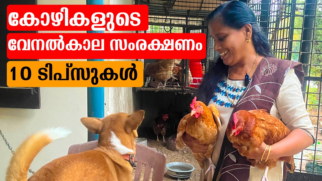 കോഴികളുടെ വേനൽകാല സംരക്ഷണം 10 ടിപ്സുകൾ | Mini's Lifestyle