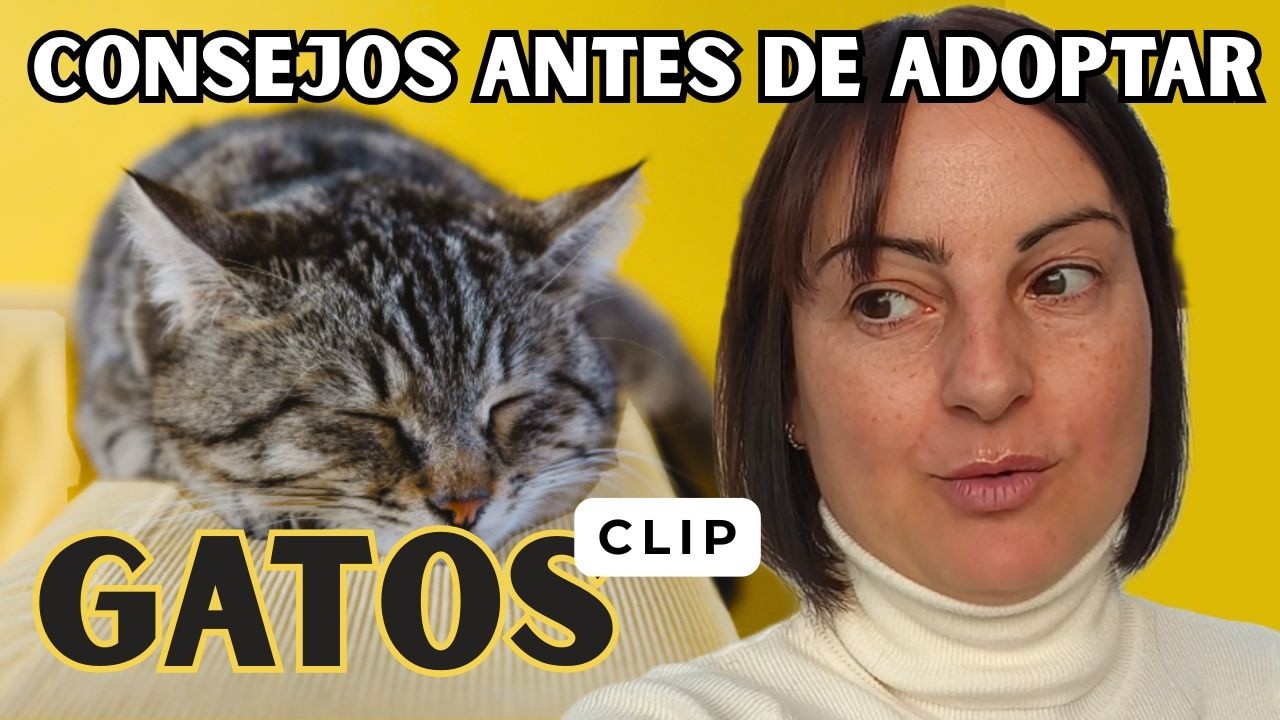 CONSEJOS IMPORTANTES si vas a adoptar un gato cachorro.
