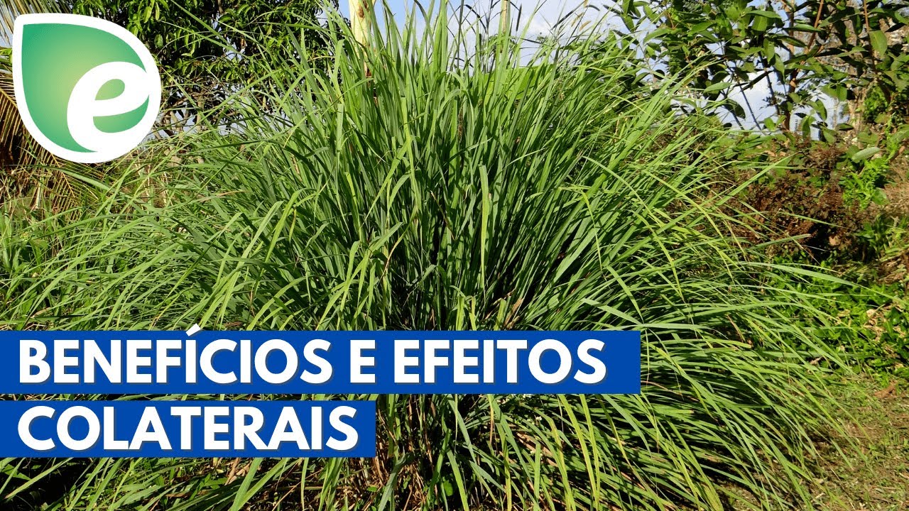 Para que serve o capim santo? Conhe&ccedil;a benef&iacute;cios e propriedades medicinais