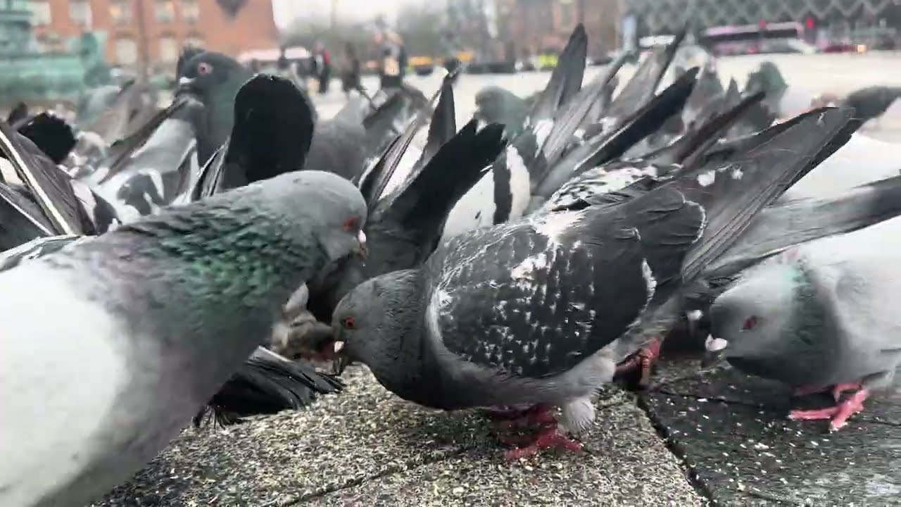 City Hall Square, Copenhagen, Denmark. #pigeon #pigeons 