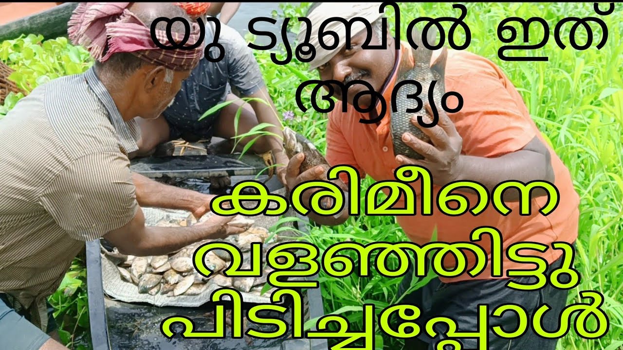 വെള്ളവലിച്ചു കരിമീനെ വളഞ്ഞിട്ടു പിടിച്ചപ്പോൾ|#village karimeen trap#kuttanadvillagfishing#kerala