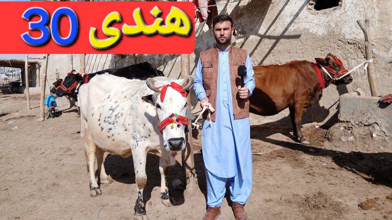 گزارش حیات الله : گاو زراعتی هندی هلندی تاجیکی ایرانی فرانسوی با 30 هزار افغانی صاحب گاو زراعتی شوید