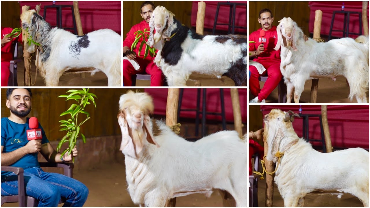 Konkan’s Best Andul Goats Available at Samaa Agro & Livestock Goat Farm Khed