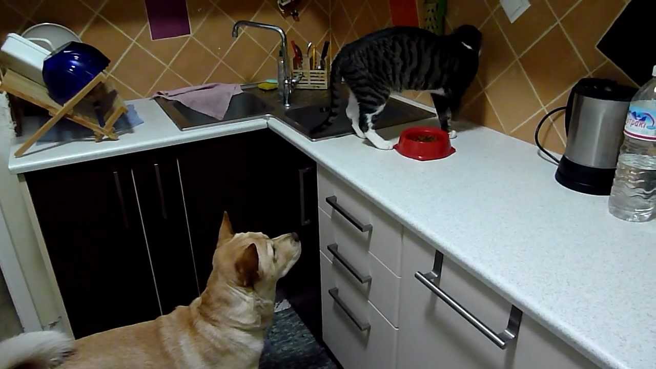 cat feeding dog