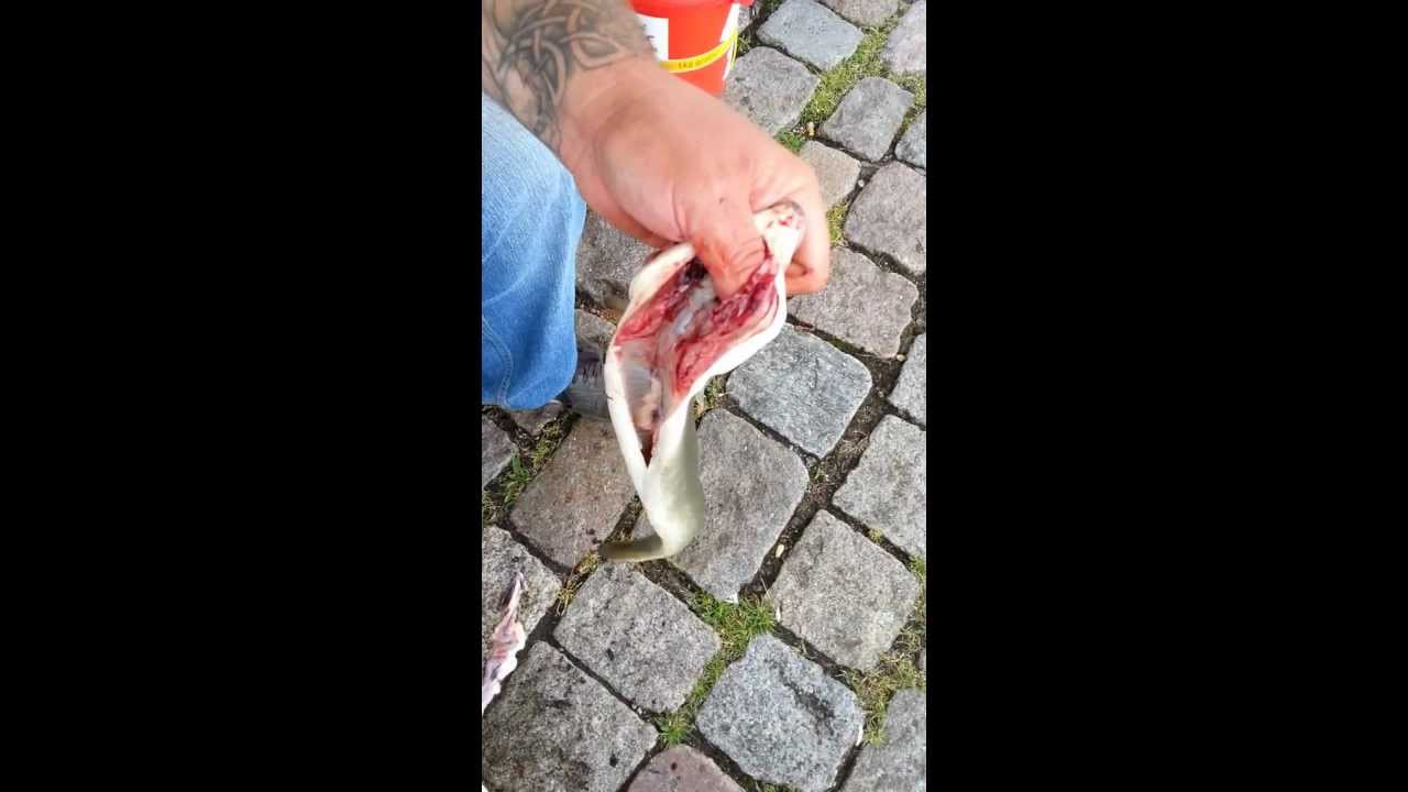 Aale richtig ausnehmen