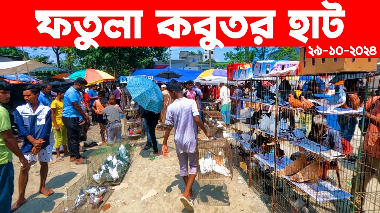 ফতুল্লা কবুতর হাট ২৯-১০-২০২৪ || kobutor hat 2024 || bangladesh pigeon market || fotulla kobutor hat