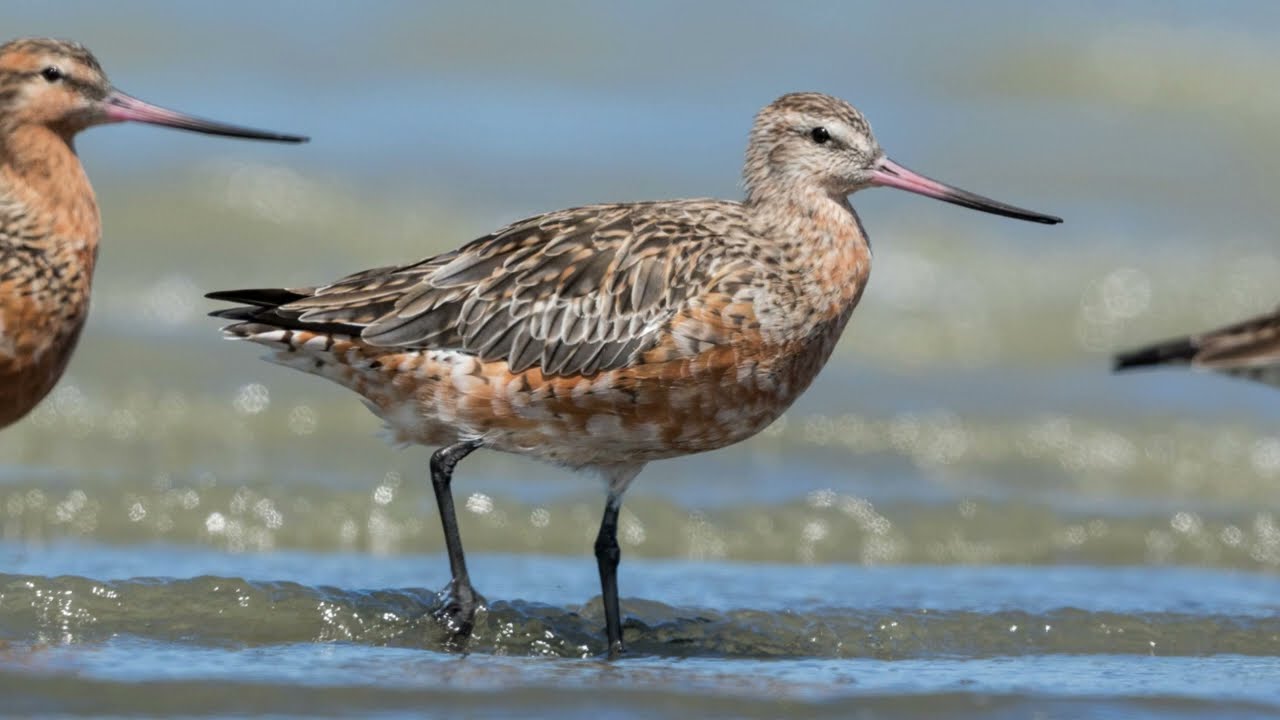 The Bar-Tailed Godwit: Close Up HD Footage (Limosa lapponica) #birdwatching #ukbirding