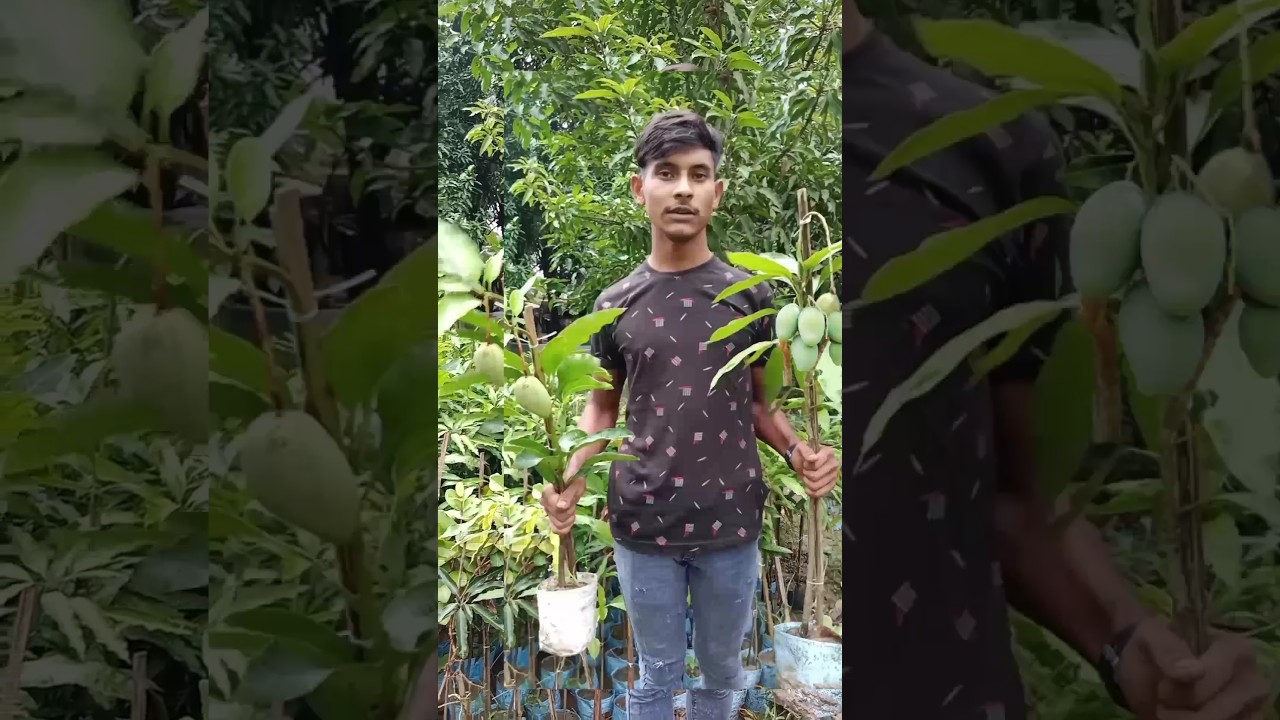 mango plant nursery near me || mango tree nursery price