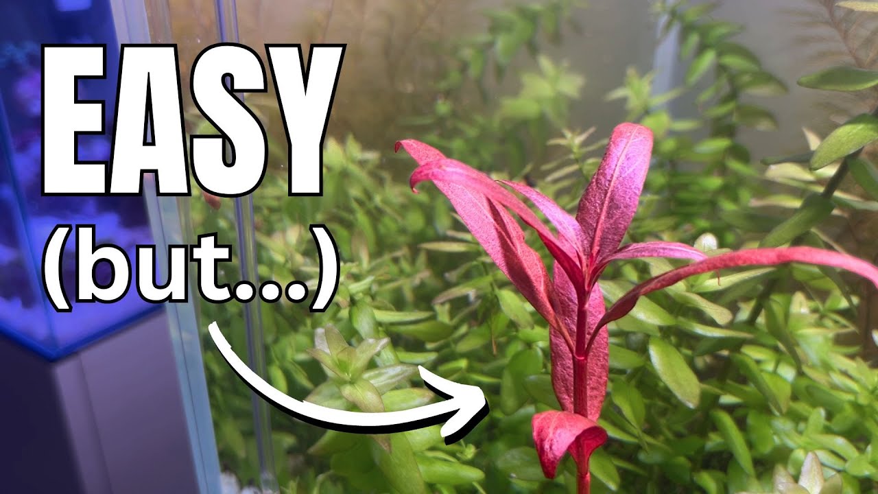 Red Plants Are Easy, If You Know This&hellip;