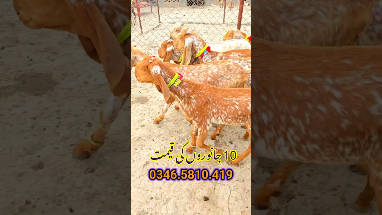 goat 2025 business best for you Pakistan Sabir goat farm video status barrel Ho Gaya