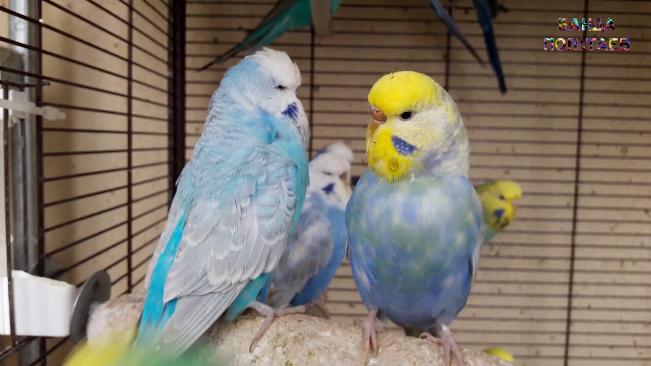 budgie sounds
