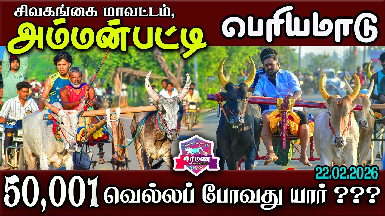 🔴LIVE(நேரலை) | சிவகங்கை மாவட்டம்  | அம்மன்பட்டி   | பெரியமாடு | பந்தயம்