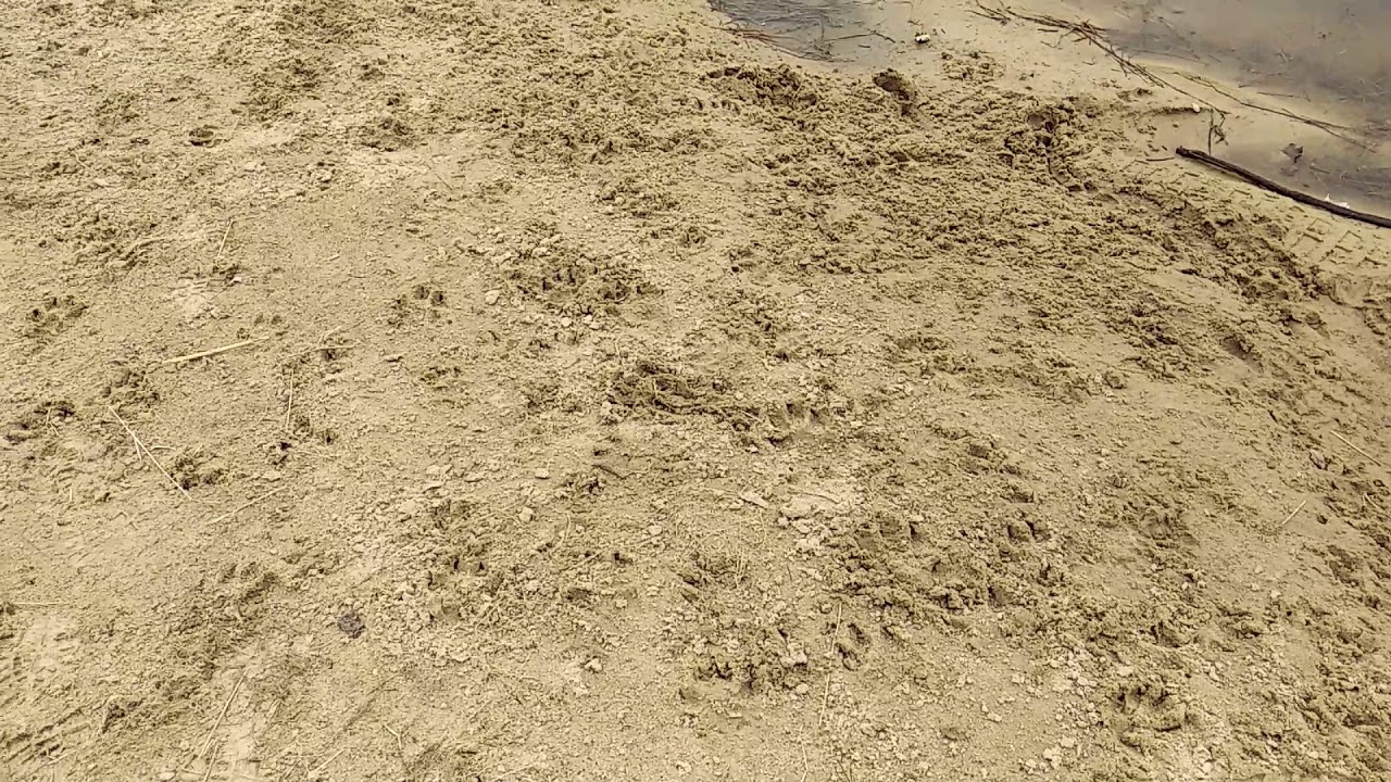 Wolfsspuren am T&uuml;mpel an B 189 Rochauer Kreuzung in Altmark