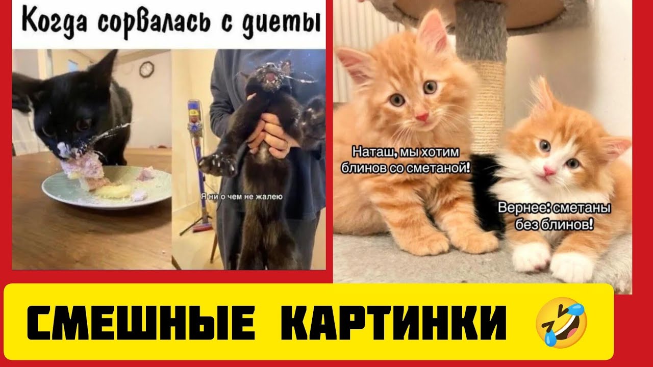 Наташ, мы хотим блинов🥞 со сметаной🥛!Вернее сметаны без блинов🤣!смешные картинки и весёлая музыка 