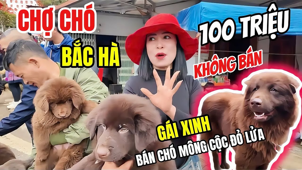 Choáng Chó Mông Cộc Đỏ Lửa 100 Triệu Không Bán-  Toàn Gái Xinh Đi Bán Chó Quý Khôn Nhất Việt Nam
