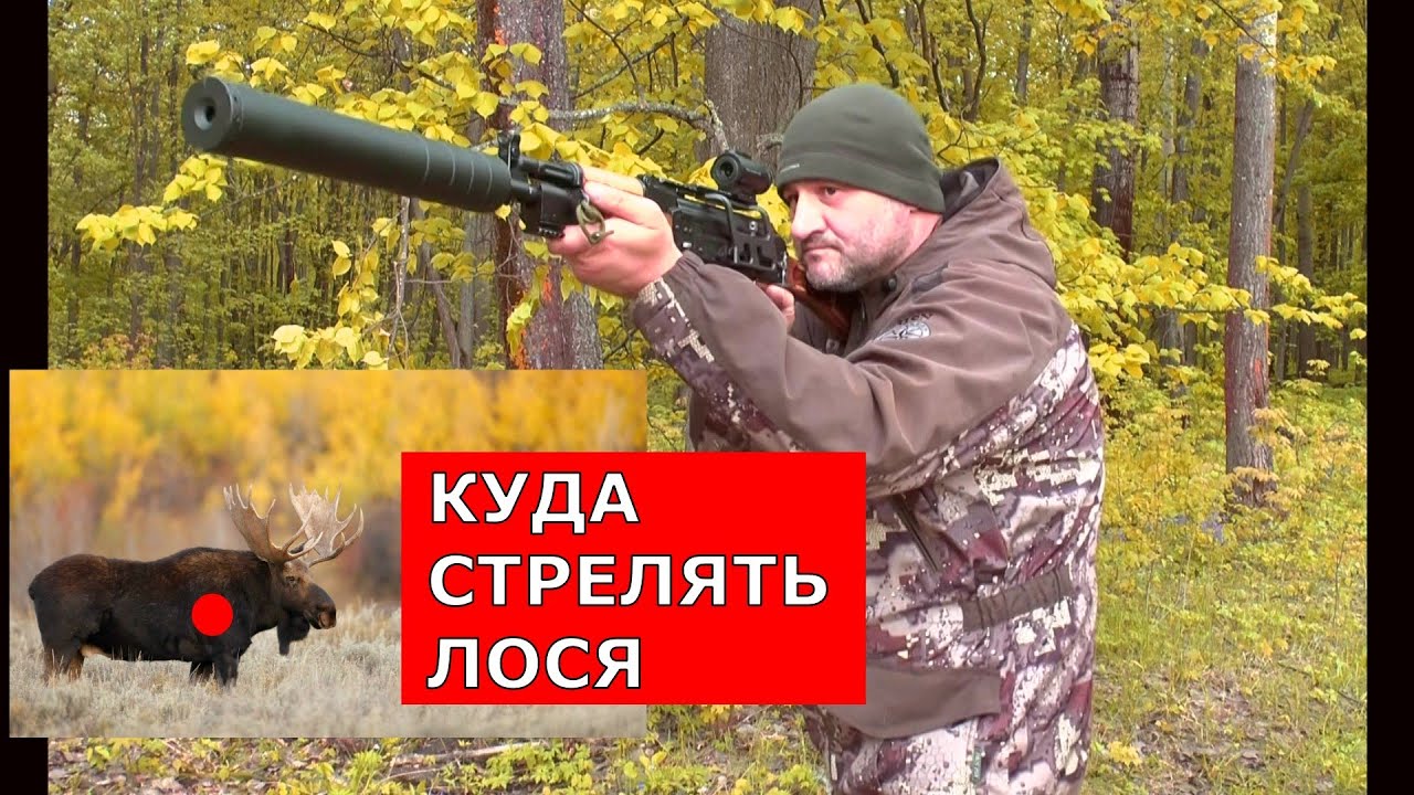 КАК стрелять ЛОСЯ ? Из чего и чем? Все ответы здесь !!! Это должен знать каждый ОХОТНИК!!!