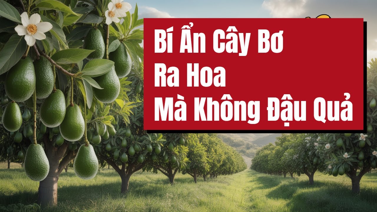 Bí Ẩn Cây Bơ Ra Hoa Mà Không Đậu Quả