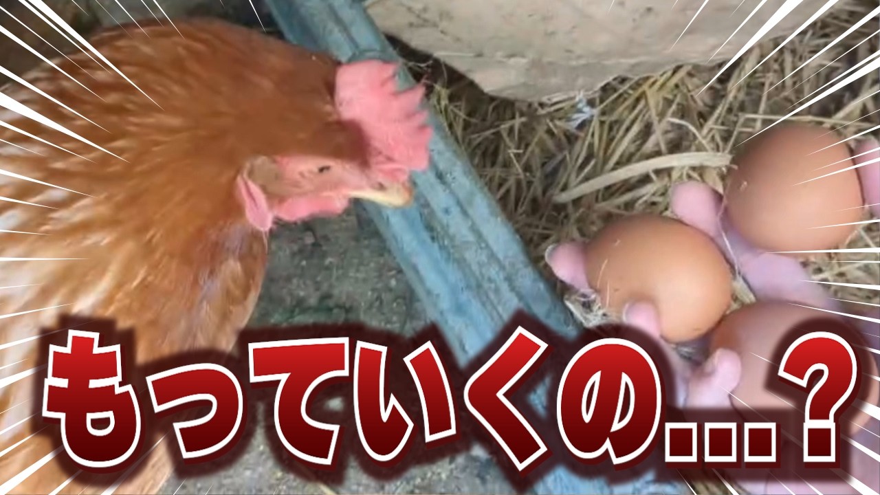 【イタチに取られる!?】ニワトリさんたちの飼育環境