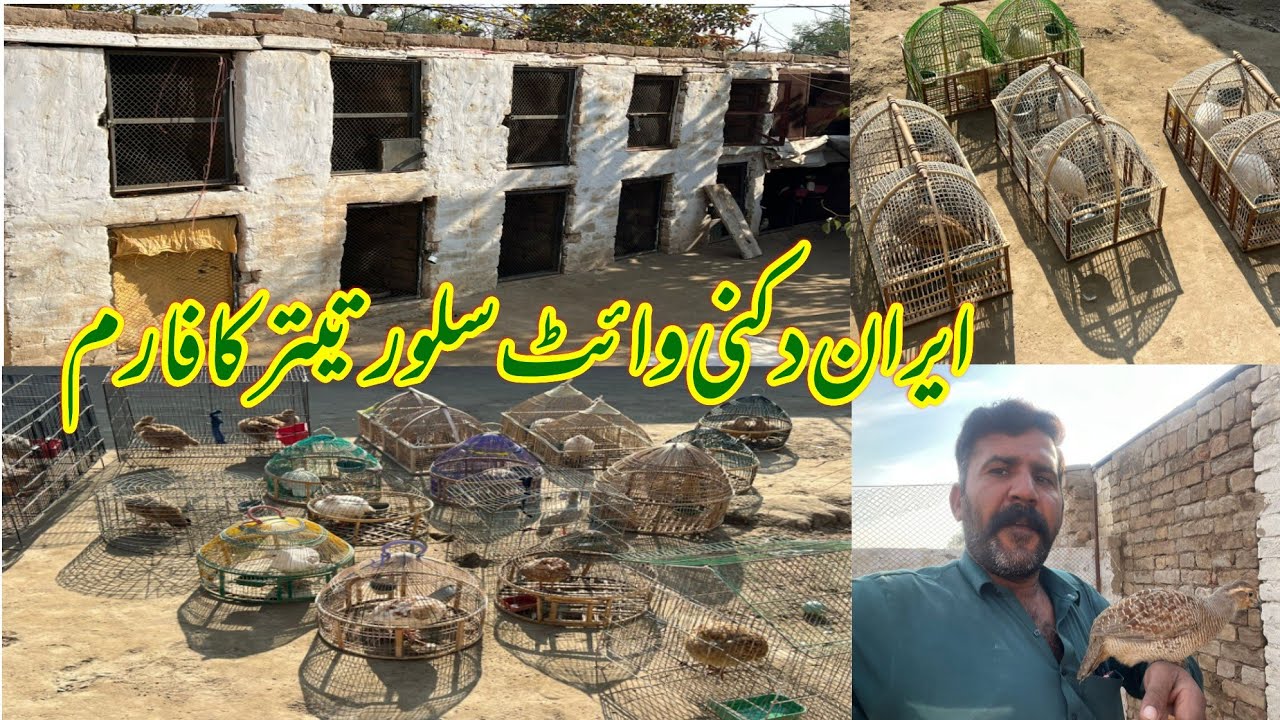 تیتر کی اواز تیتر کے بولی تیتر ریشم وائٹ تیتر ایرانی تیتر دکنی تیتر سلور تیتر بوس کے سلور دیسی گورا 