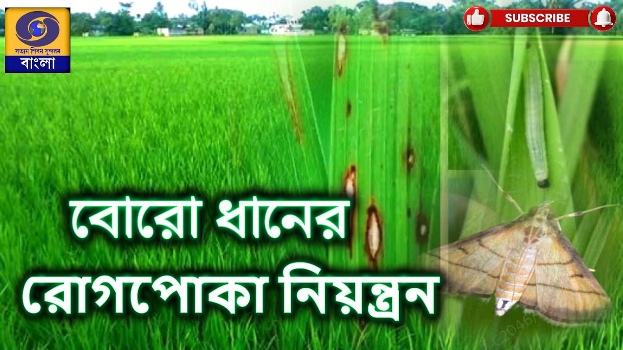 বোরো ধানের রোগপোকা নিয়ন্ত্রন    : Pest Control in Boro Paddy  @DDBanglaTV #ddbangla