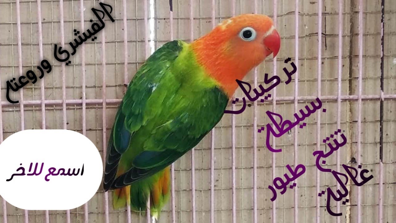 تركيبات للفيشر بتكلفة بسيطة لإنتاج طفرات غالية⁦❤️⁩قيمة 💲وشكلا🌹