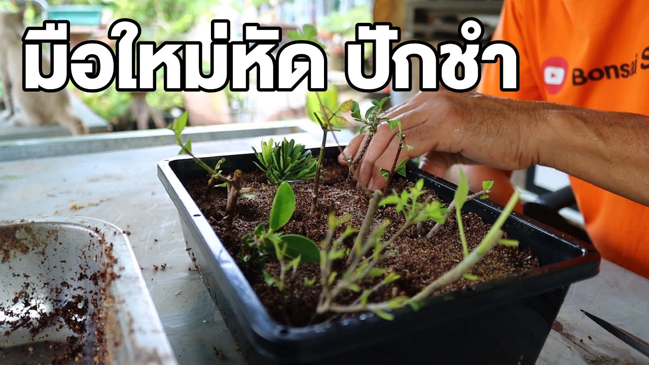 Bonsai Station [บอนไซมือใหม่ป้ายแดง] EP.22 มือใหม่หัด ปักชำ