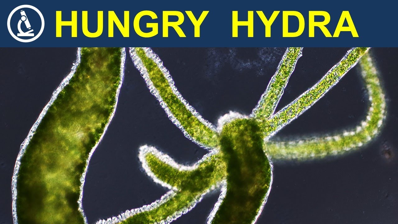 Deadly tentacles: HYDRA catches worms under the microscope 🔬 232