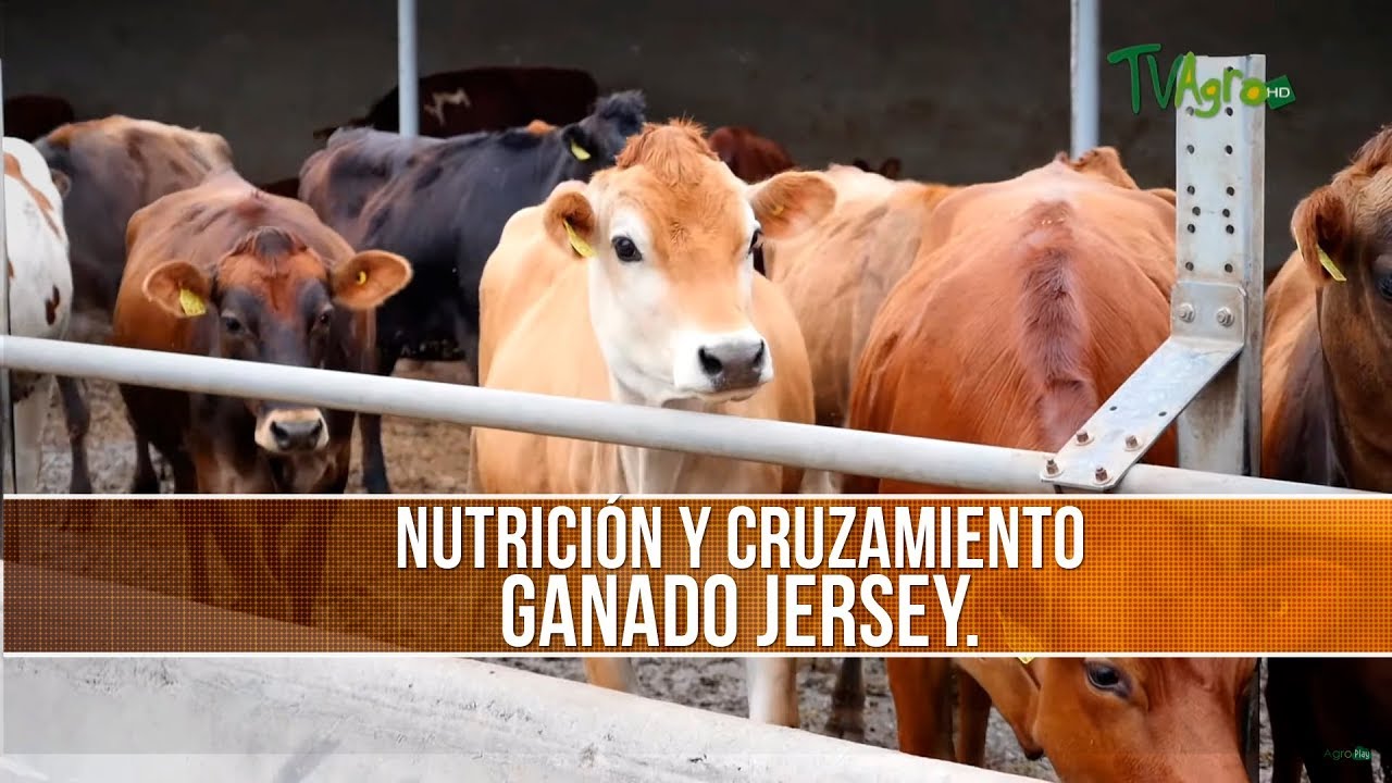 Nutricion y Cruzamiento del Ganado Jersey - TvAgro por Juan Gonzalo Angel