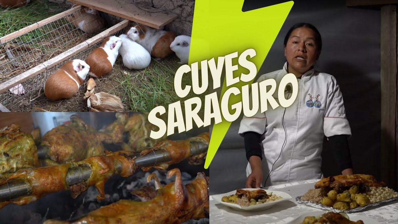 Crianza de Cuyes en Saraguro