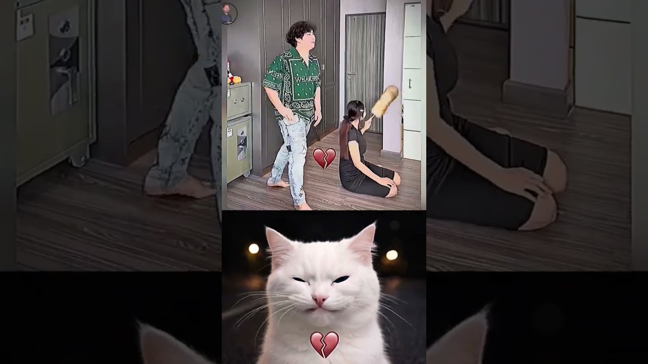 😹👌 #кошачьябомбастиональность