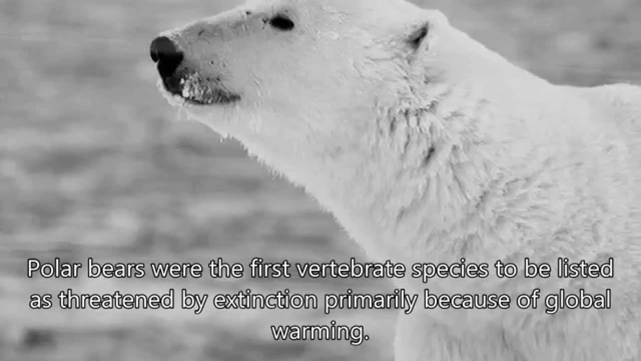 Animal Art | The Polar Bear by Elle Smith