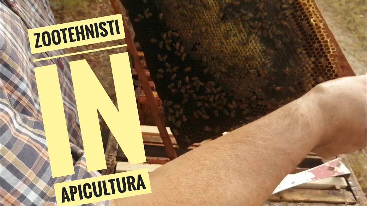 APICULTURA ȘI ZOOTEHNIA