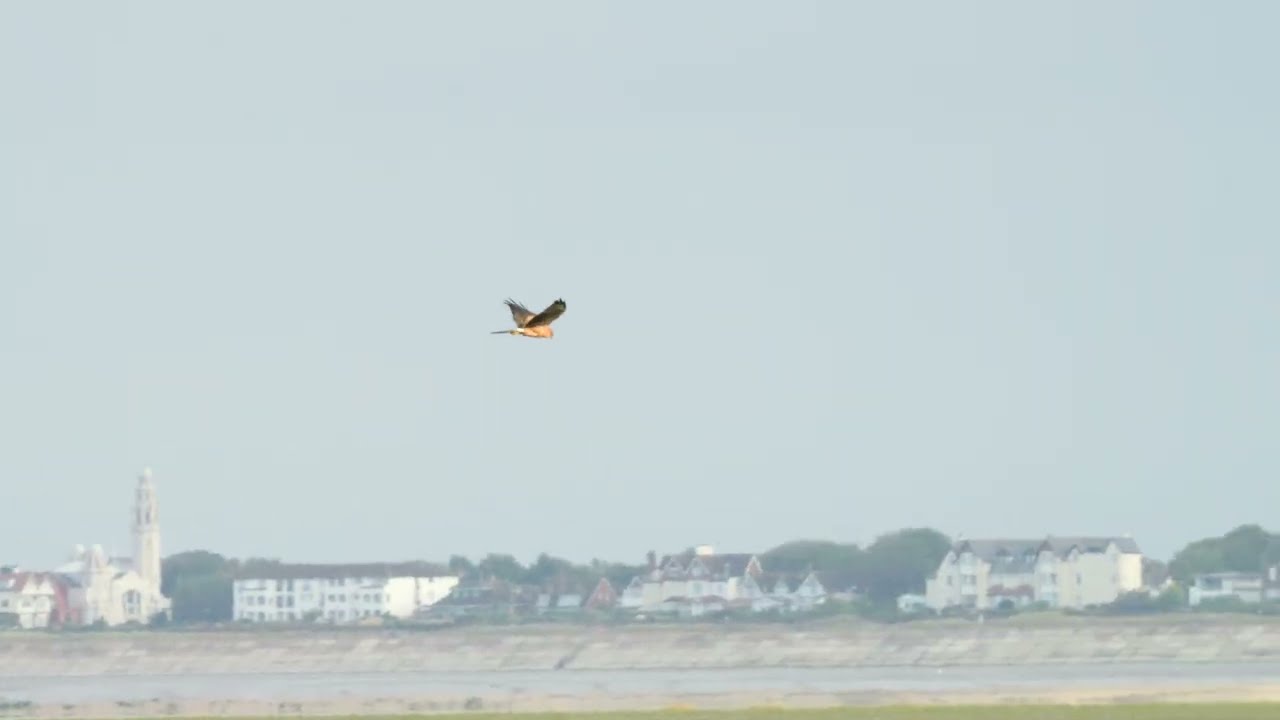 Montagu's Harrier in Lancashire  -  August 2025