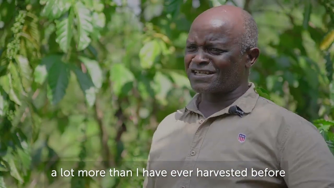 Maximise your coffee yields with Grainpulse Coffee fertiliser Blend