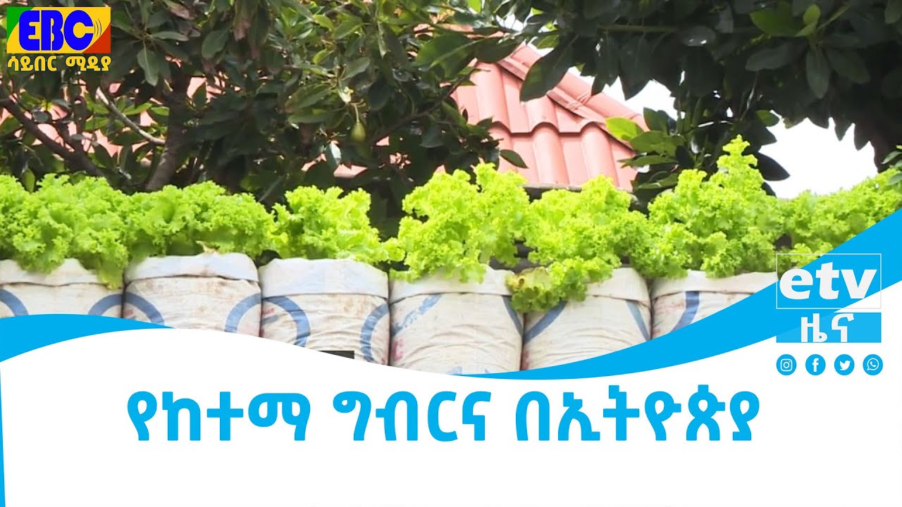 የከተማ ግብርና በኢትዮጵያ   Etv | Ethiopia | News