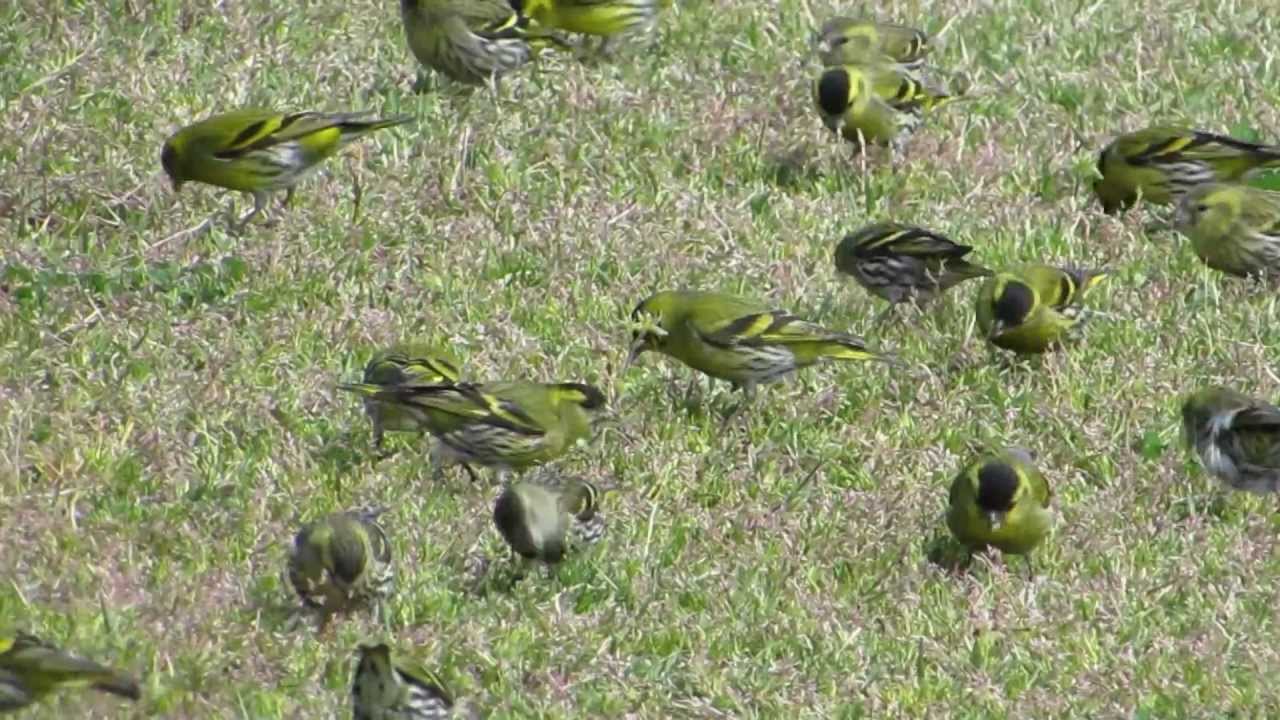 マヒワの群れ食事中  Eurasian siskin (Carduelis spinus) eating