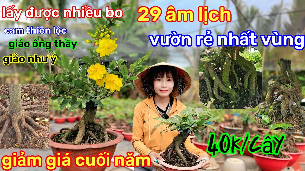 🌲16/2☎️Vườn mai Kim Nở☎️mai giống mùa mới🌲có nhánh dài lấy bo🌲40k🌲10 cây tặng 1