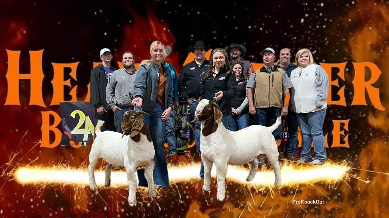 Heat Seeker Boer Goat Sale (Full Sale)