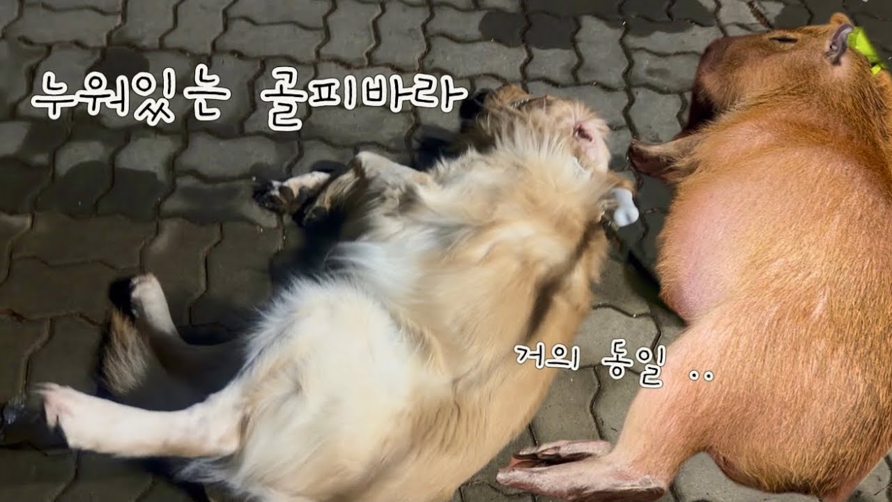 카피바라 같은 강아지가 산책 하는거 보셨나요..?🐕