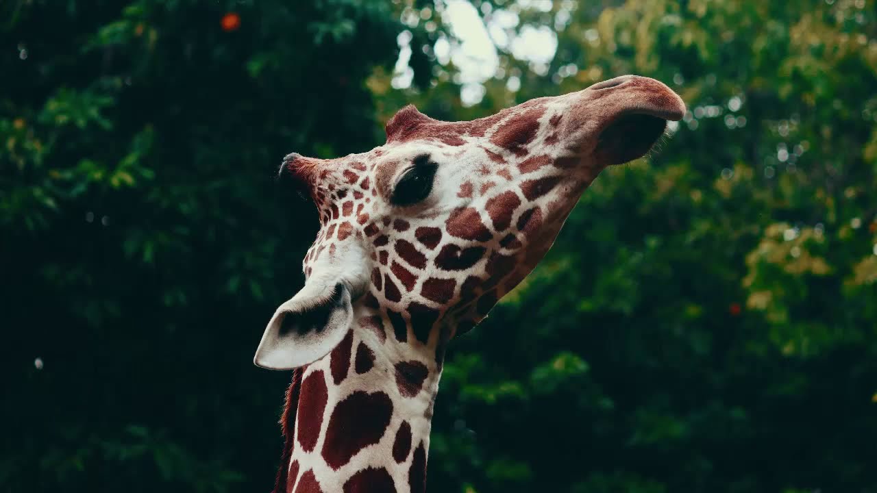 Verity Giraffe- activities - Giraffe Stock Footage Video